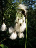 Eriophorum latifolium