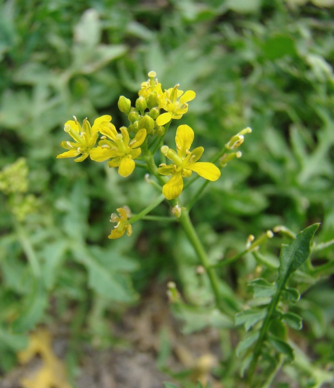 Изображение особи Rorippa sylvestris.