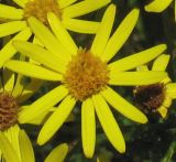 Senecio jacobaea