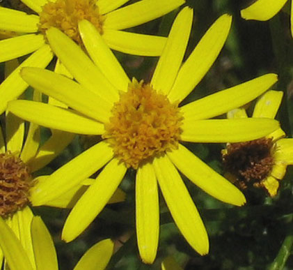 Image of Senecio jacobaea specimen.