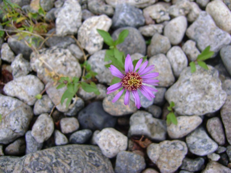 Image of Aster sibiricus specimen.