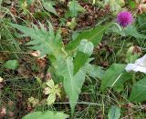 Cirsium heterophyllum