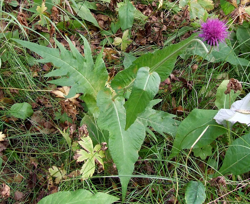 Image of Cirsium heterophyllum specimen.