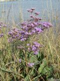 Limonium scoparium