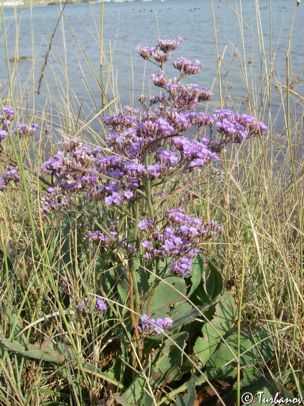 Изображение особи Limonium scoparium.