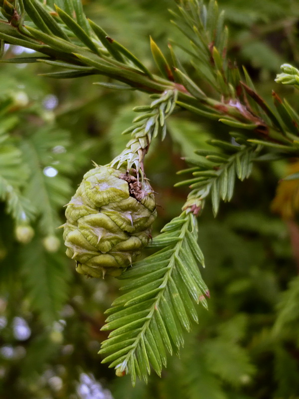 Image of Sequoia sempervirens specimen.