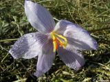 Crocus pallasii