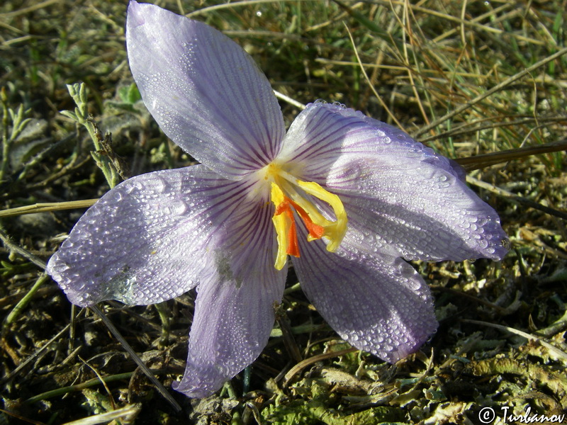 Изображение особи Crocus pallasii.