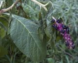 Phytolacca acinosa. Побег с соплодием. Новосибирск, цветник, в культуре. 19.10.2009.