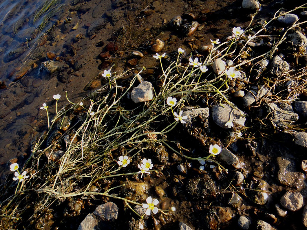 Image of genus Batrachium specimen.