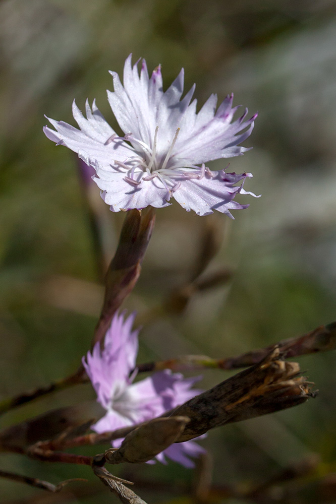 Image of Dianthus plumarius specimen.