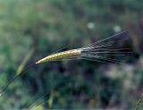 Triticum boeoticum