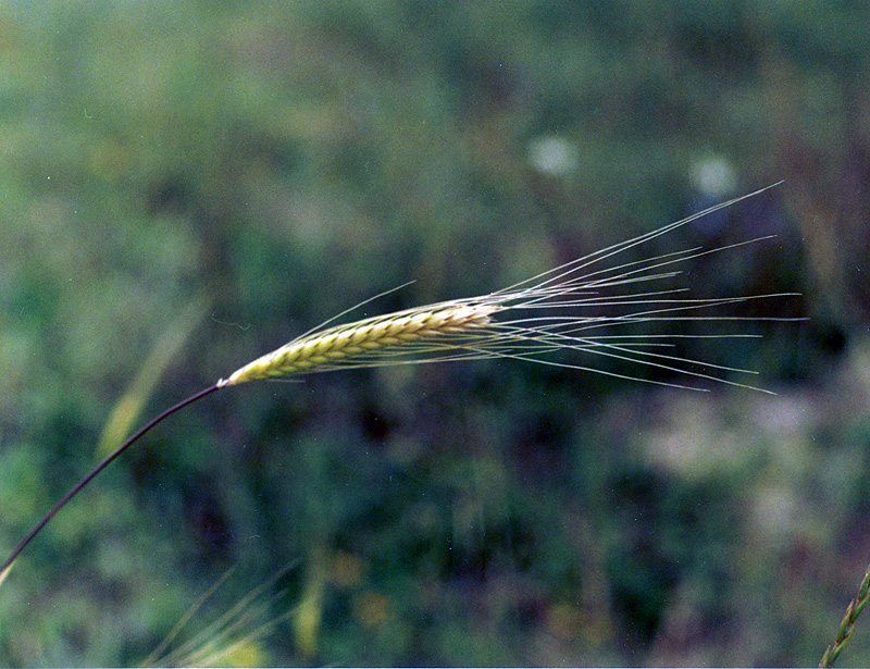 Изображение особи Triticum boeoticum.