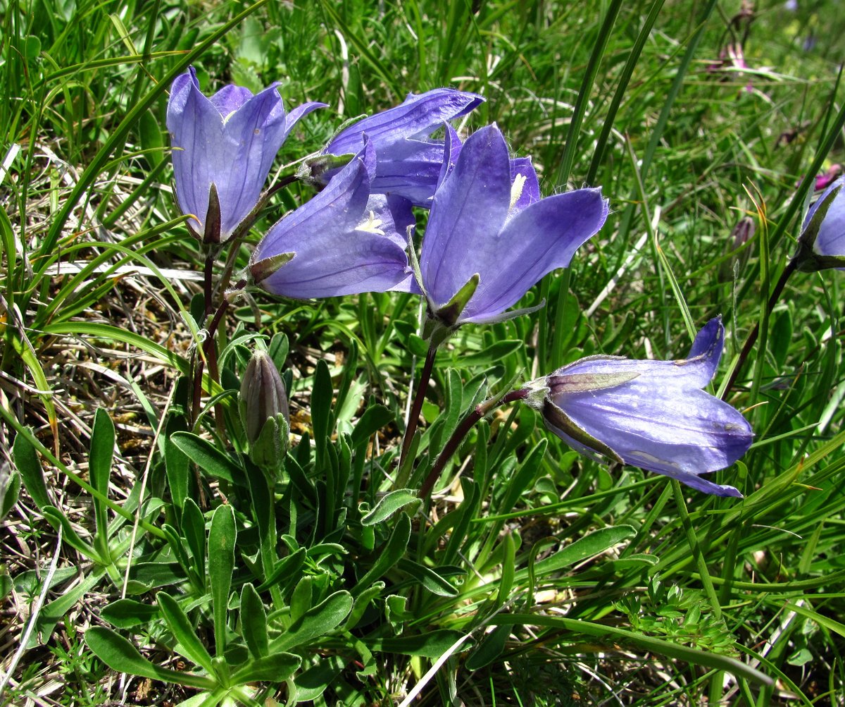 Изображение особи Campanula biebersteiniana.