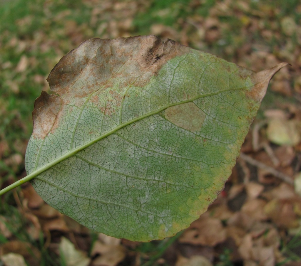 Image of Populus &times; sibirica specimen.