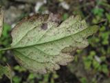 Clematis vitalba. Листочек с поражениями (вид снизу). Краснодарский край, Сочи, окр. Хосты, рудеральное место. 22.10.2015.