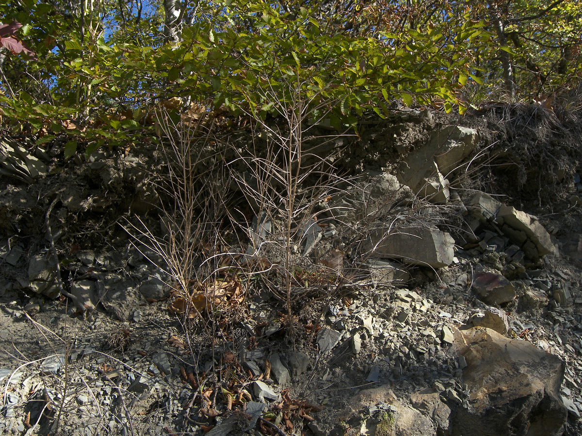 Image of Erysimum callicarpum specimen.