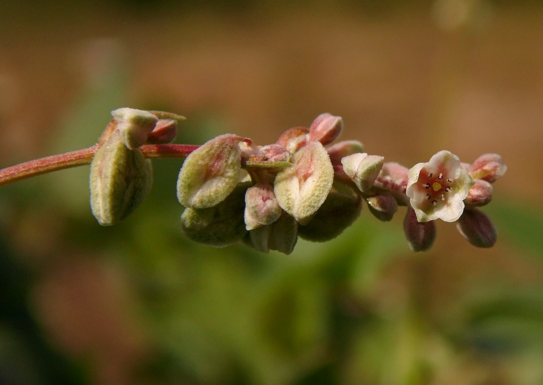 Image of Fallopia convolvulus specimen.