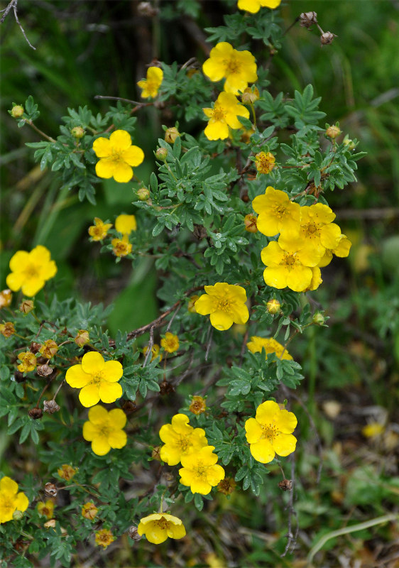 Image of Dasiphora fruticosa specimen.