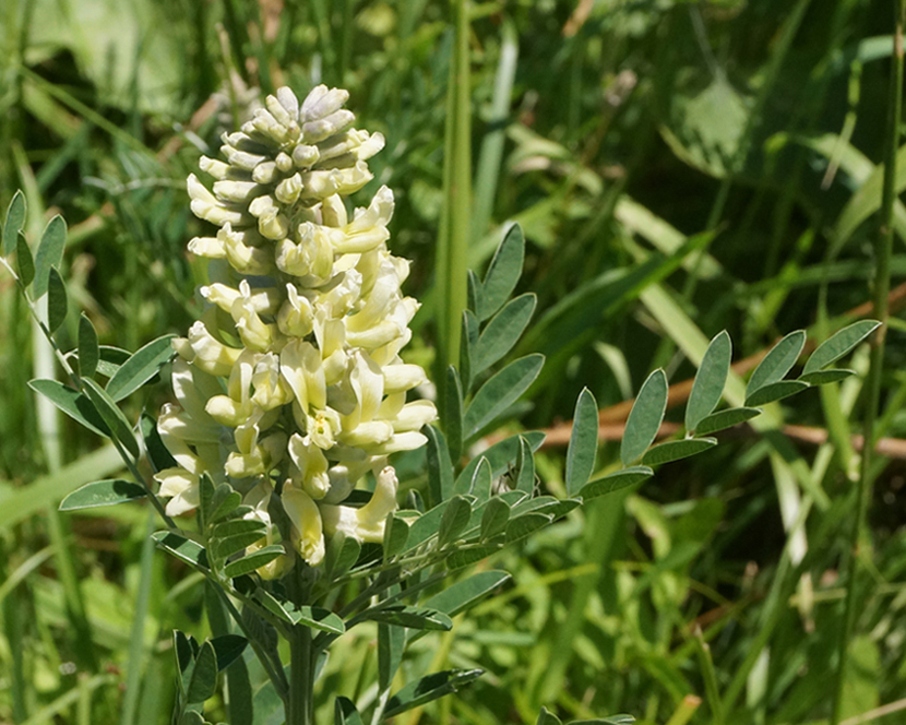 Изображение особи Pseudosophora alopecuroides.