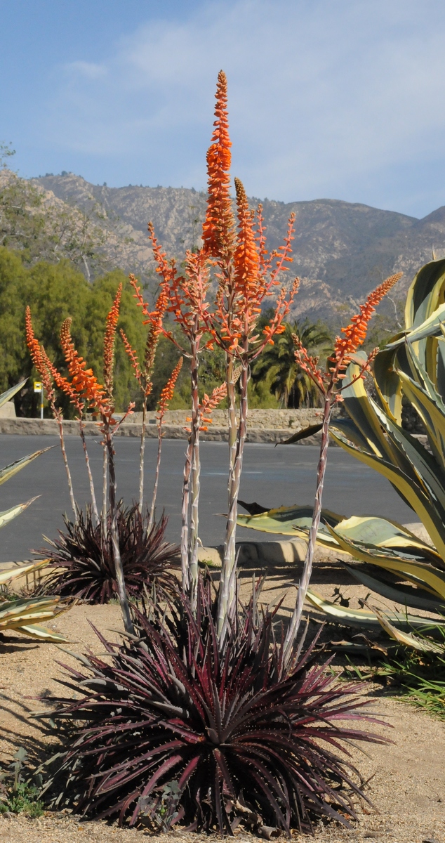 Image of Dyckia platyphylla specimen.