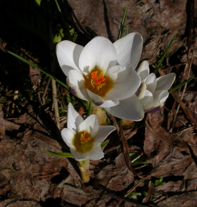 Изображение особи Crocus chrysanthus.