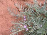 Astragalus tenuifolius