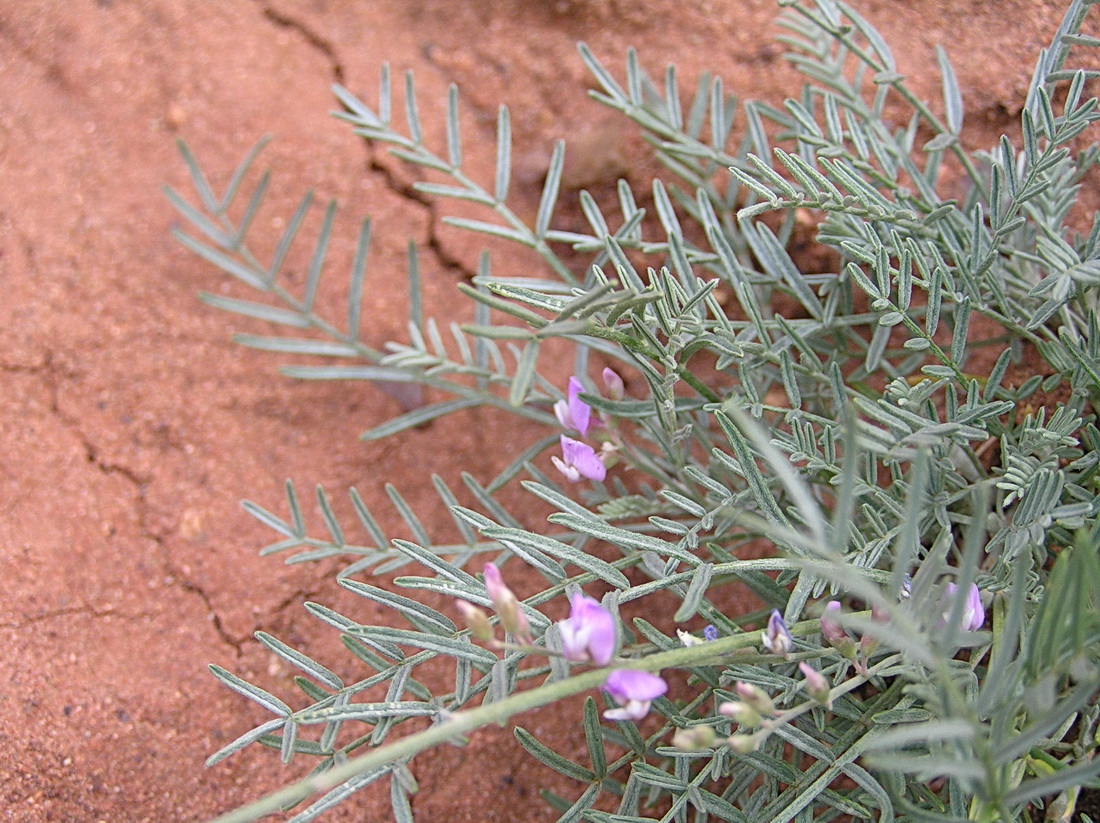 Изображение особи Astragalus tenuifolius.