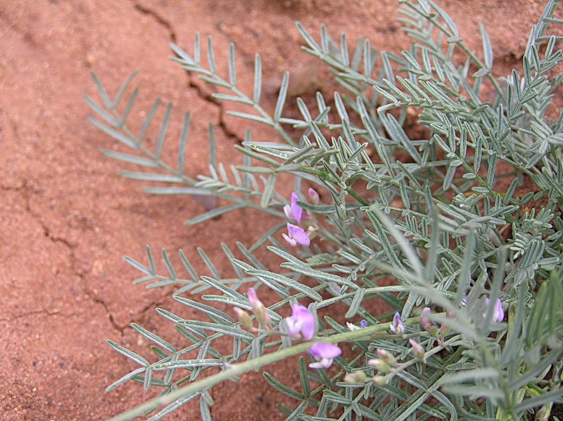 Изображение особи Astragalus tenuifolius.