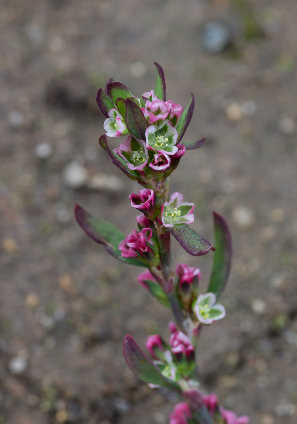 Изображение особи Polygonum aviculare.