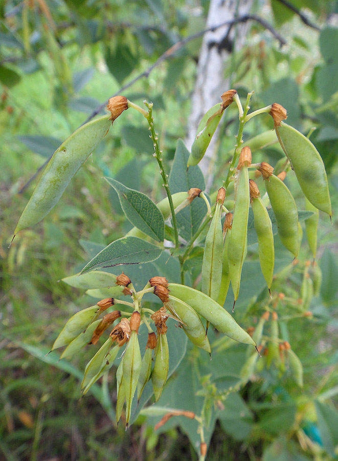 Image of Vicia unijuga specimen.