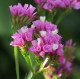 Limonium sinuatum. Соцветие. Коми, окр. г. Сыктывкар, пос. Максаковка, дачный участок, в культуре. 23.08.2014.