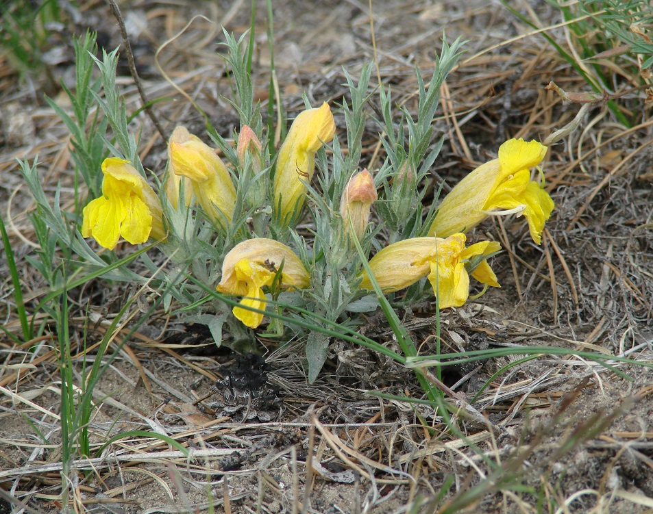 Image of Cymbaria daurica specimen.