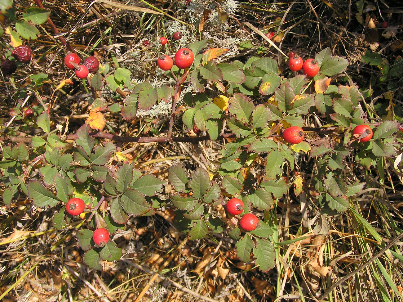 Image of Rosa corymbifera specimen.