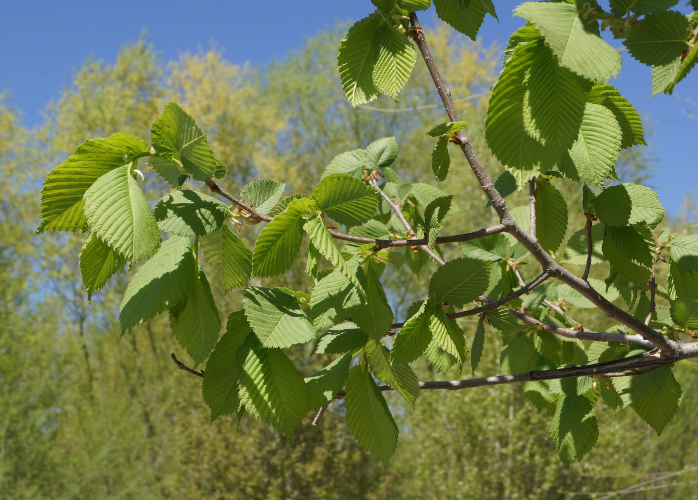 Изображение особи Ulmus laevis.