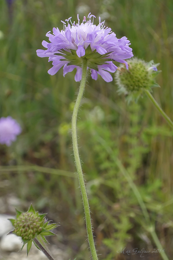 Image of Scabiosa columbaria specimen.