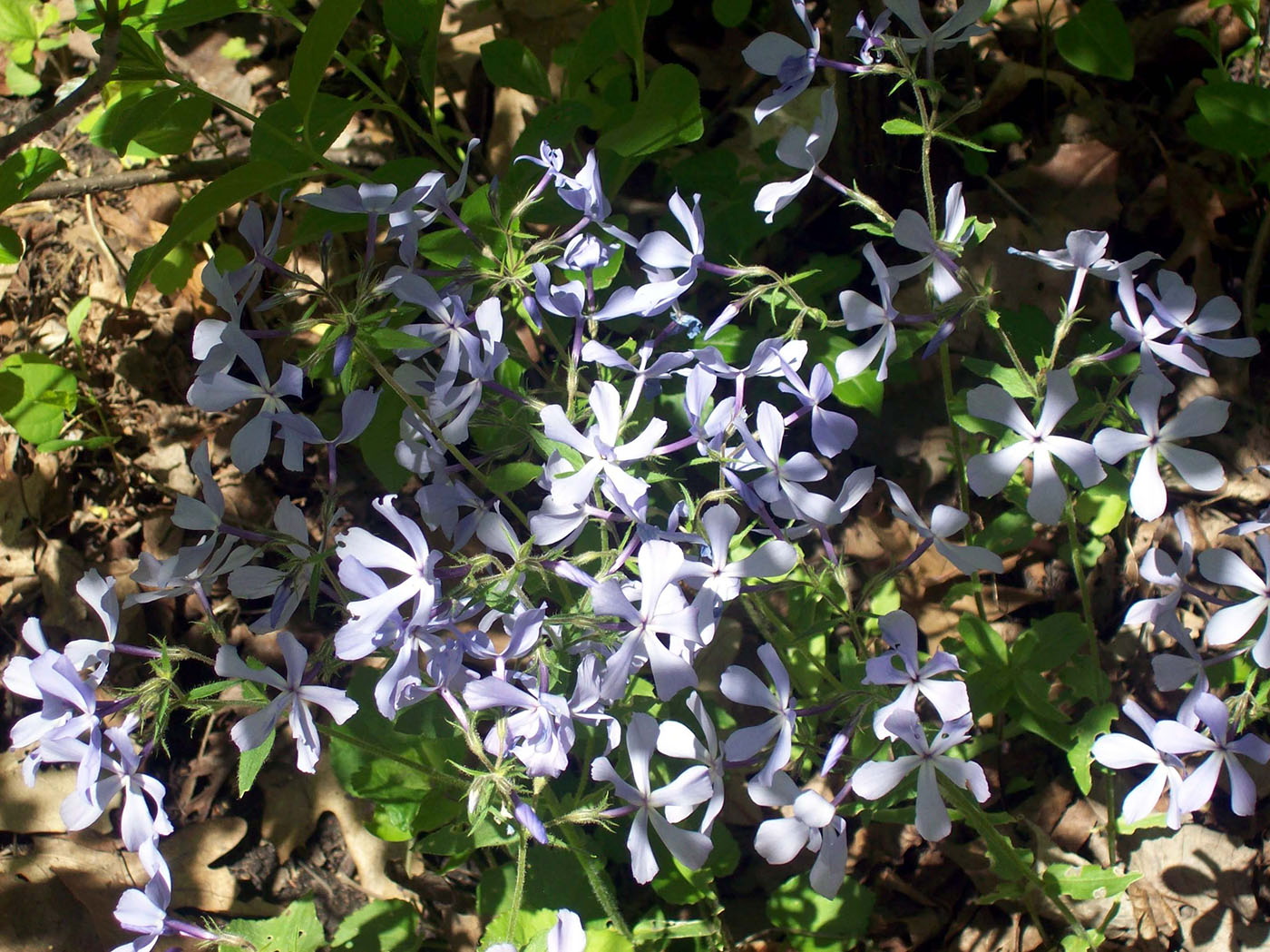 Изображение особи Phlox divaricata.