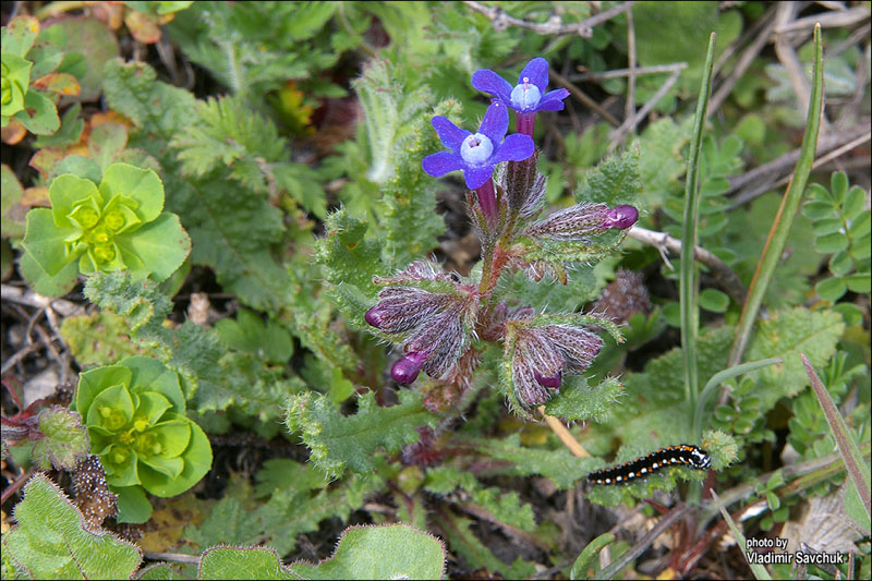 Изображение особи Anchusa stylosa.