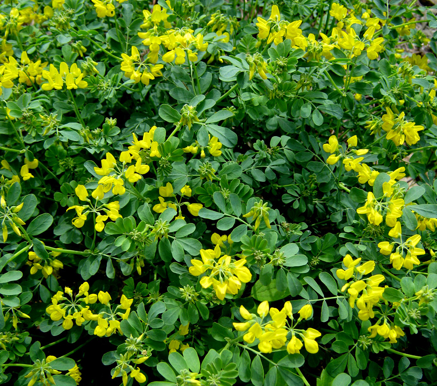 Image of Coronilla coronata specimen.