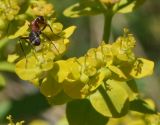 Image of taxon representative. Author is Тамара Риб