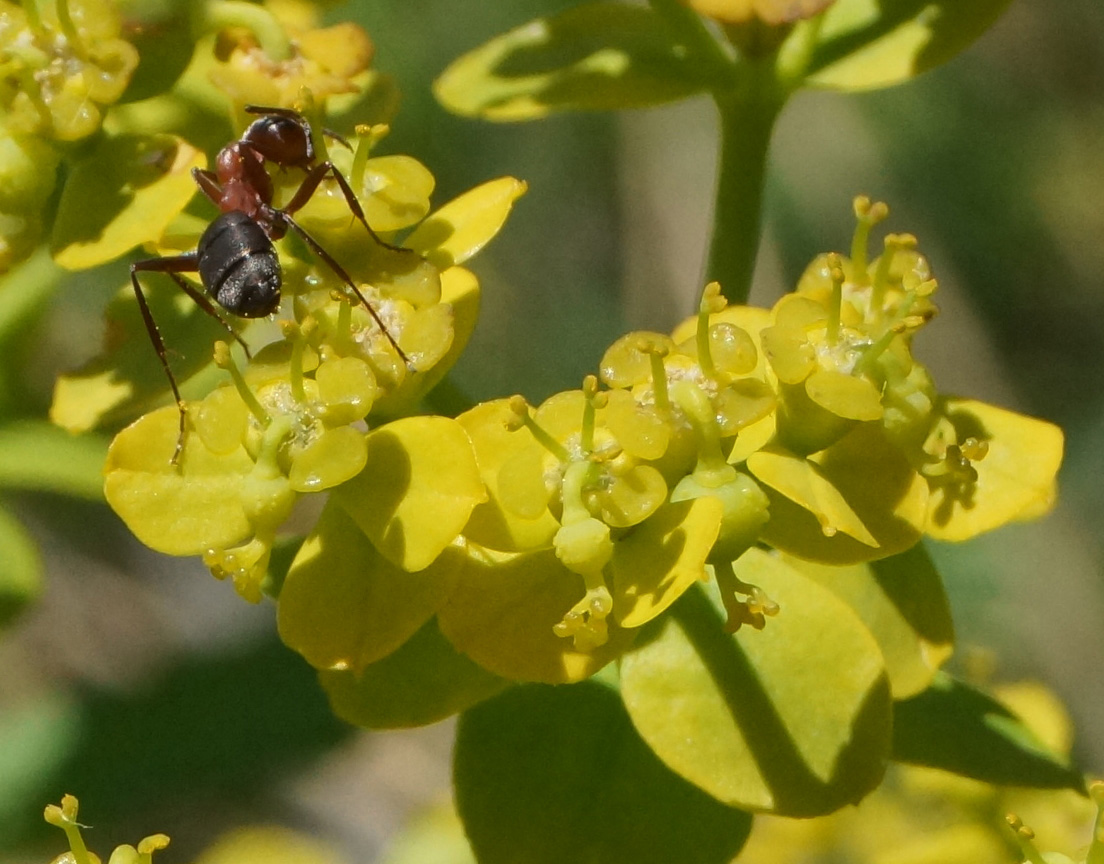 Image of Euphorbia soongarica specimen.
