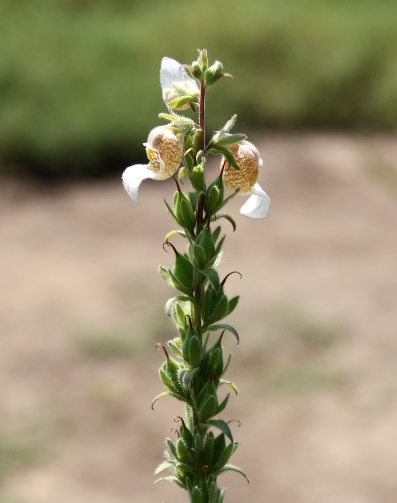 Изображение особи Digitalis lanata.