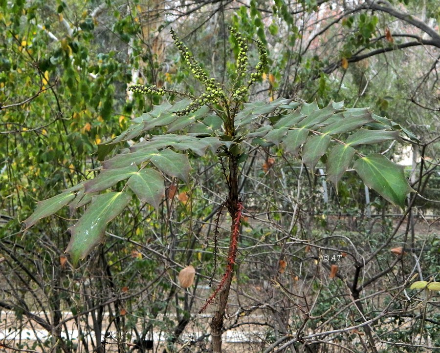 Изображение особи Mahonia japonica.