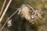 Cirsium oleraceum