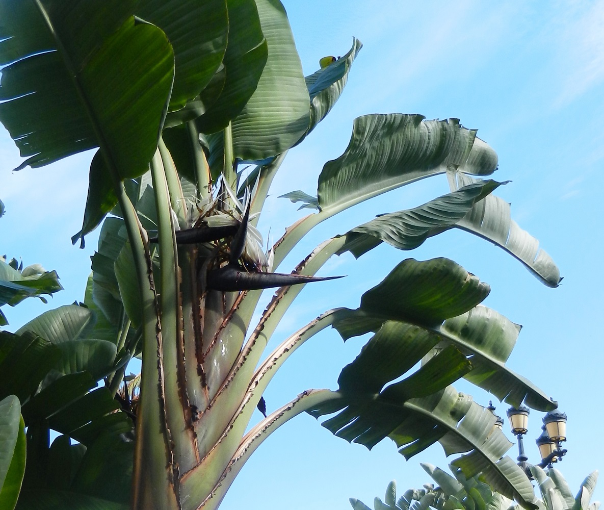 Image of Strelitzia nicolai specimen.