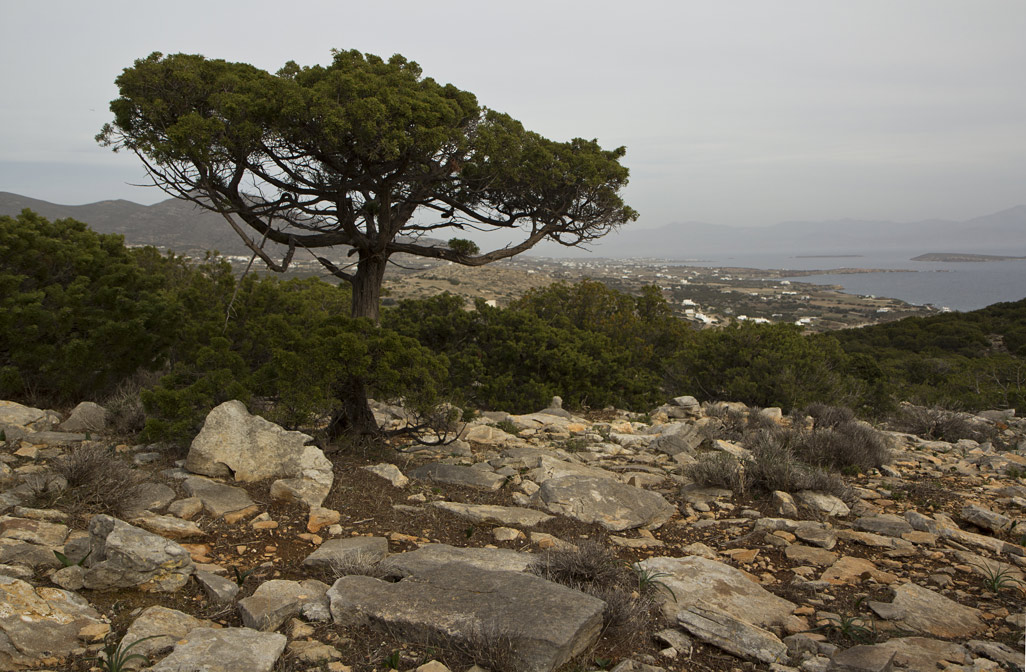 Изображение особи Juniperus phoenicea.