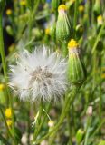Senecio dubitabilis