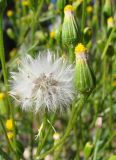 Senecio dubitabilis. Верхушка побега с соцветиями и соплодием. Якутия (Саха), Ленский р-н, окр. НПС-11 нефтепровода ВСТО, на расчищенной площадки. 22.08.2012.