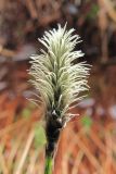 Eriophorum vaginatum