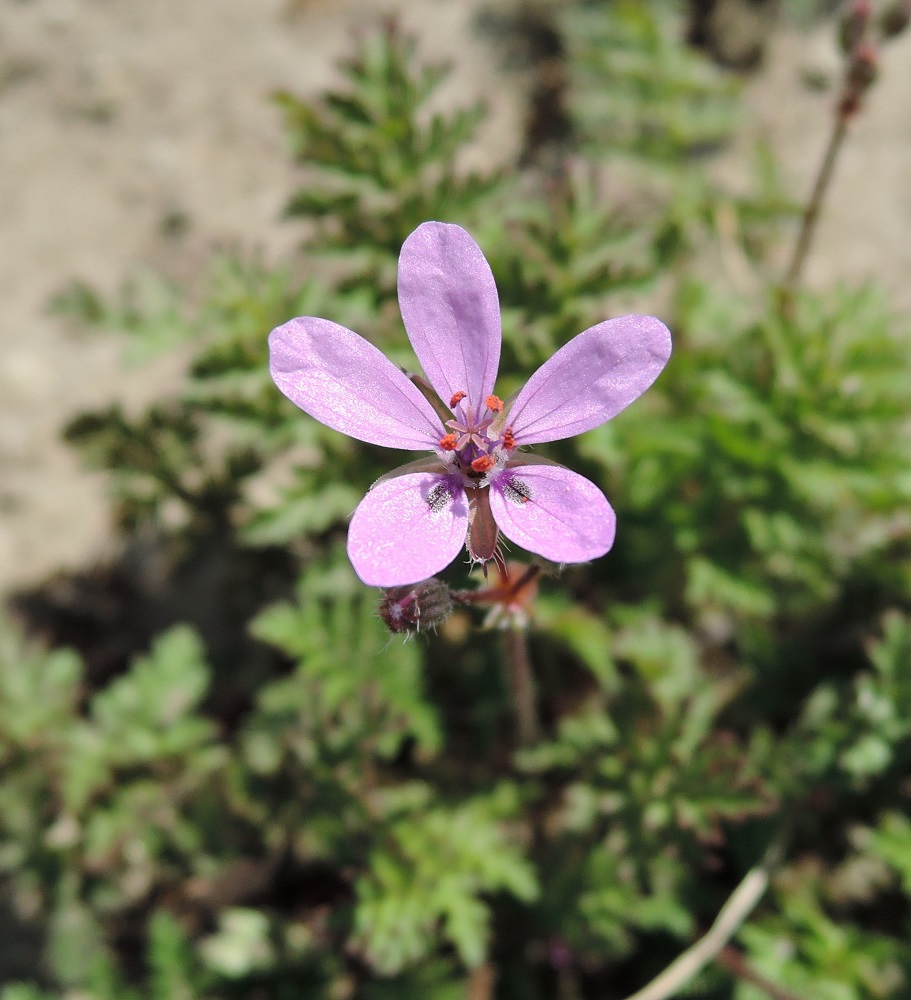 Изображение особи Erodium cicutarium.